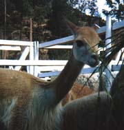 Vicuñas are wild camelids and closely related to alpacas and llamas